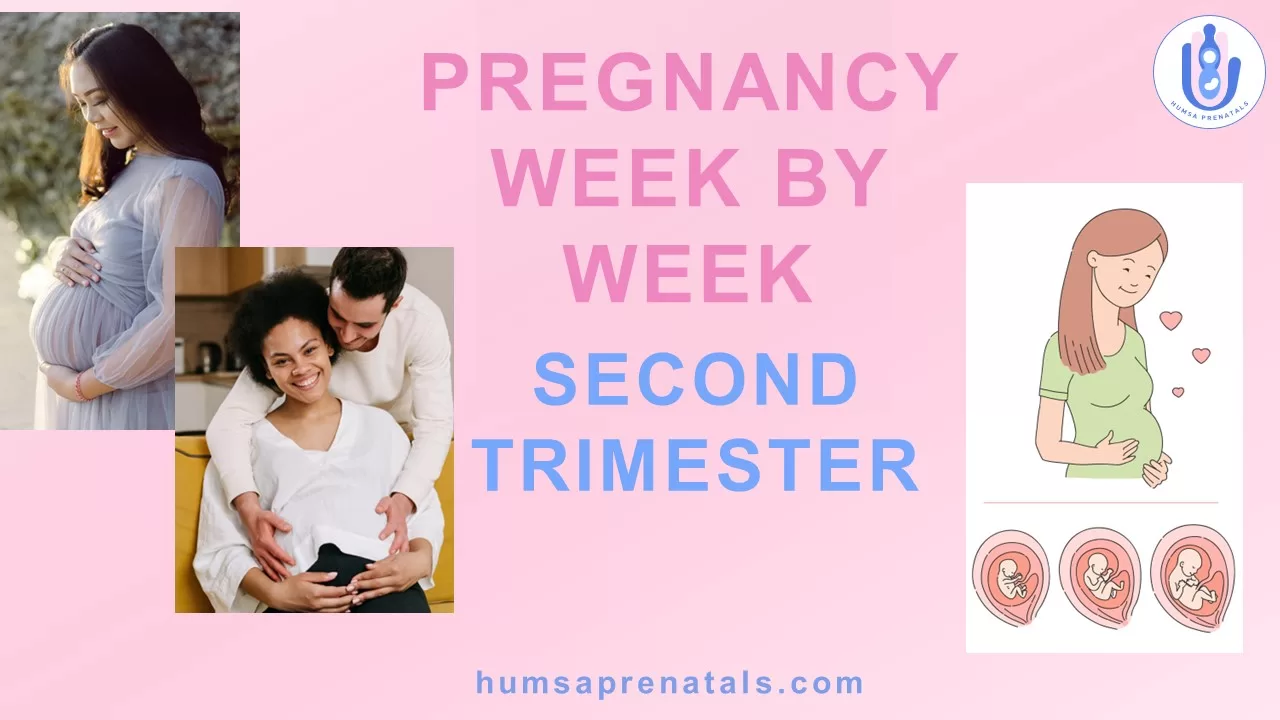 2nd Trimester-Pregnancy Week By Week -(Weeks 13-27)
