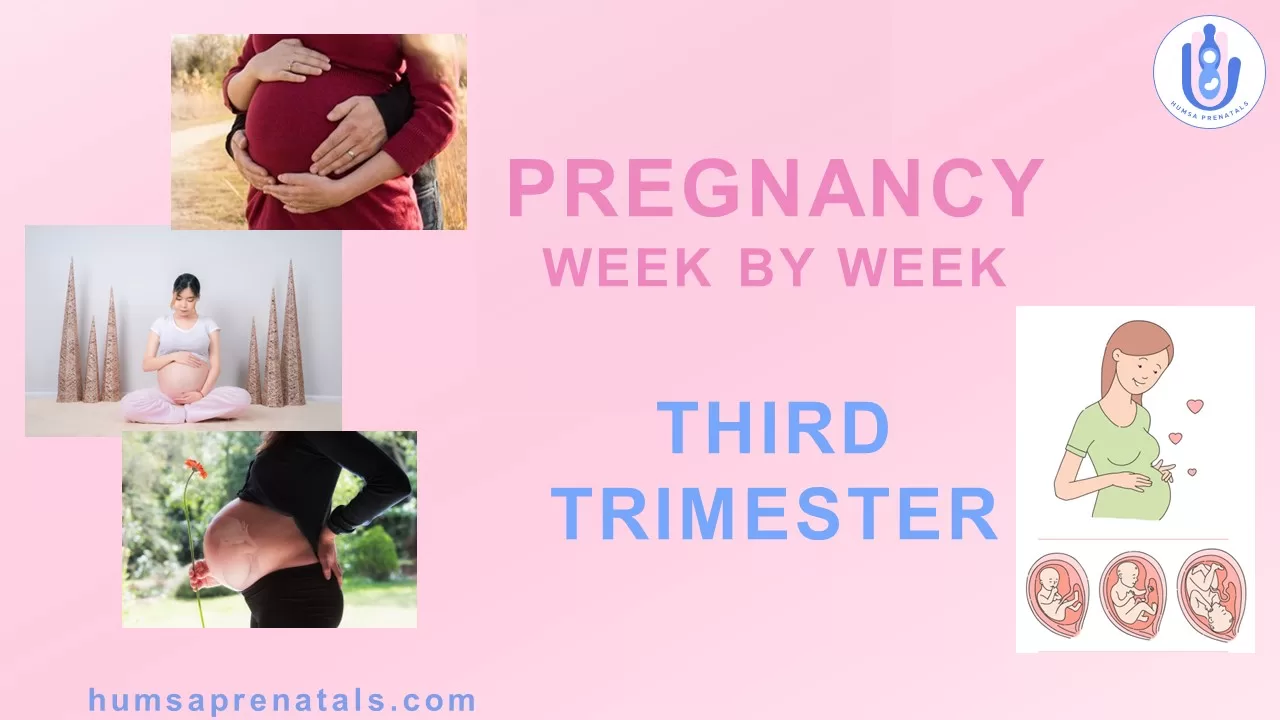 3rd Trimester-Pregnancy Week by Week -(Weeks 28-42) Master Class